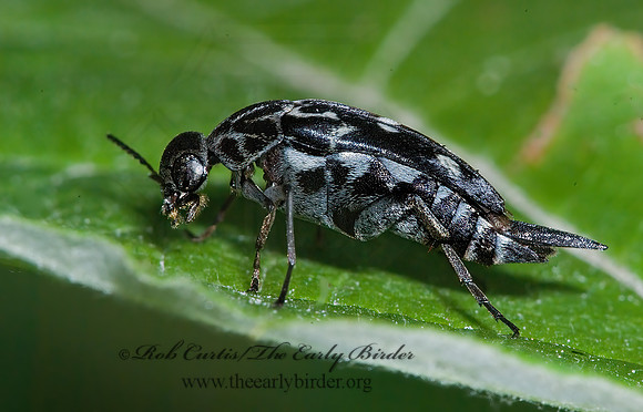 Hoshihananomia octopunctata 6008111z