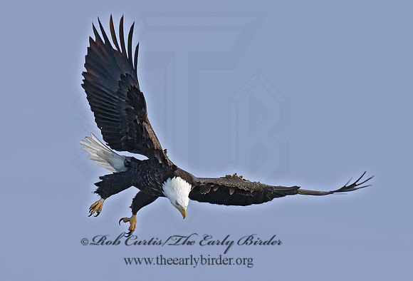 Haliaeetus leucocephalus  BALD EAGLE 6019998z
