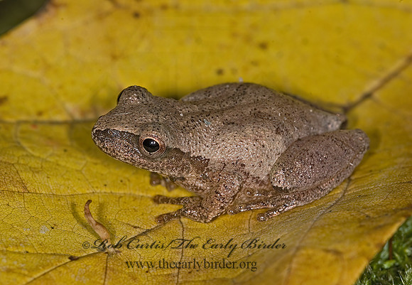 Pseudacris crucifer  SPRING PEEPER 6016867a z
