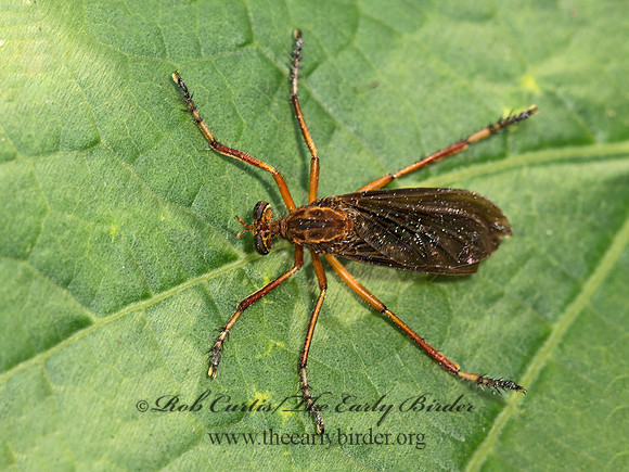 Diogmites platypterus HANGING THIEF 9049718z