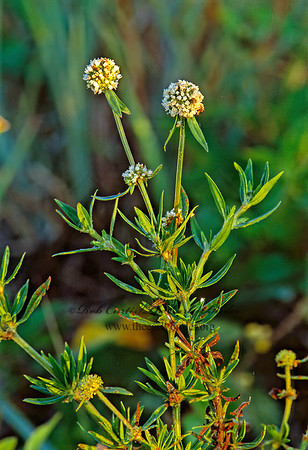 Spermacoce terminalis  FALSE BUTTONWOOD 251026z
