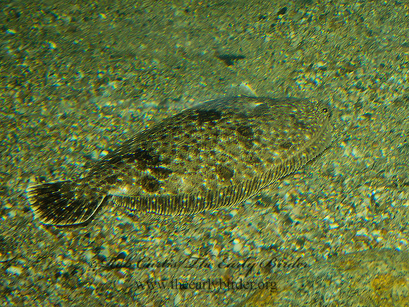 Scophthalmus aquosus  WINDOWPANE FLOUNDER 9031400z