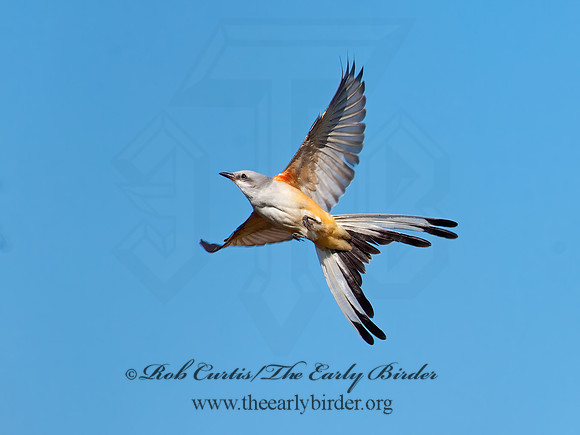 Tyrannus forficatus SCISSOR-TAILED FLYCATCHER 8029657z