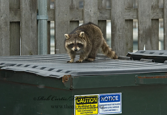 Procyon lotor  RACCOON 5018006 z