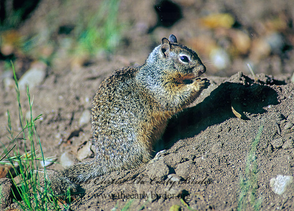 Otospermophilus beecheyi  CALIFORNIA GROUND SQUIRREL 110514z