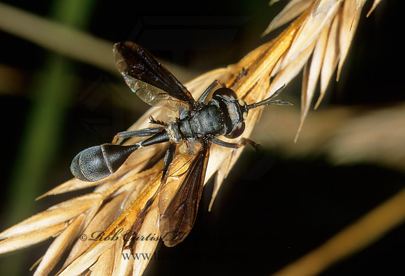 Physocephala tibialis  THICK-HEADED FLY 1111422z