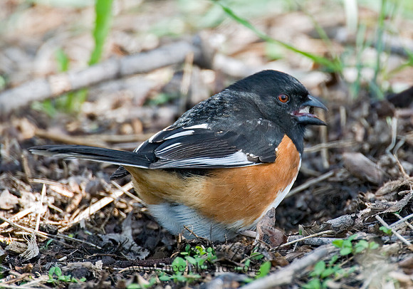 Pipilo erythrophthalmus  EASTERN TOWHEE 6003089z