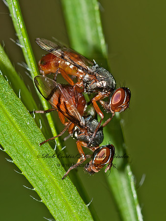 Rivellia quadrifasciata~  SOYBEAN NODULEL FLY  3014360z