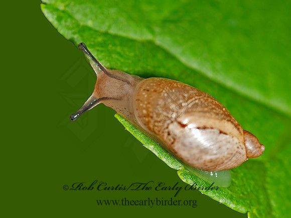 Novisuccinea ovalis  SUCCINEID SNAIL 3016168z