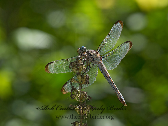 Libellula vibrans DARK BLUE SKIMMER 9049793