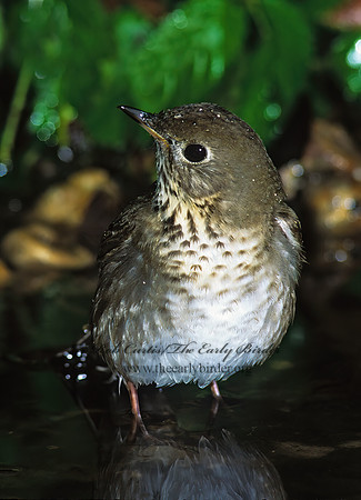 Catharus minimus  GRAY-CHEEKED THRUSH 191822z