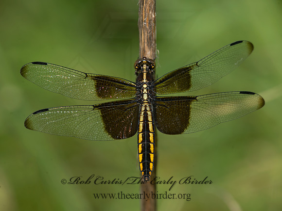 Libellula luctuosa WIDOW SKIMMER 9040193
