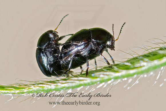 Lexiphanes saponatus  CASE-BEARING LEAF BEETLE 3022396z