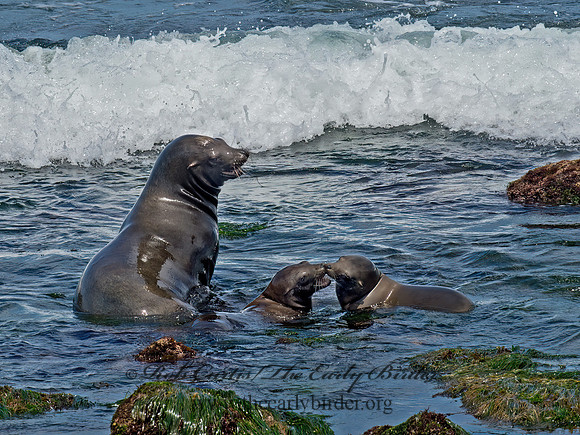 Zalophus californianus  CALIFORNIA SEA LION 9055858z