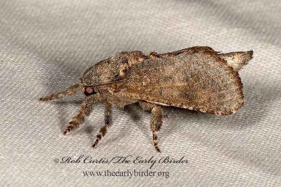 Givira arbeloides  COSSID MOTH 3038903z