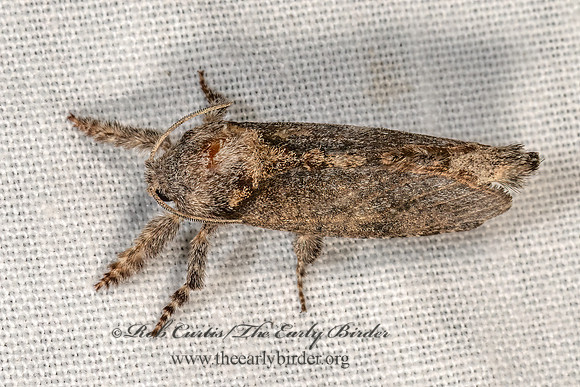 Givira arbeloides  COSSID MOTH 3038902z