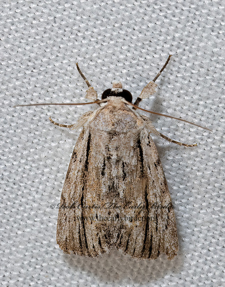 Catabenoides terminellus  ONCONEMIDINAE OWLET MOTH 3039305z