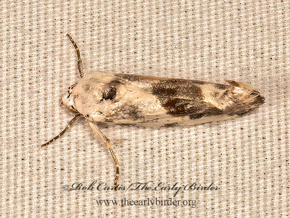 Ponometia candefacta  OLIVE-SHADED BIRD-DROPPING MOTH 9084159z