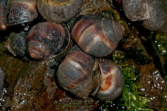 Littorina littorea  COMMON PERIWINKLE 3013685z