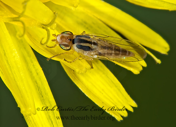 Meromyza GRASS FLY 6013867 spz