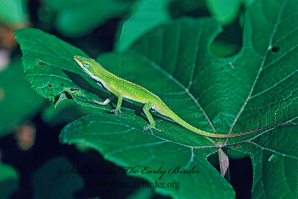 Anolis carolinensis  GREEN ANOLE 169425z