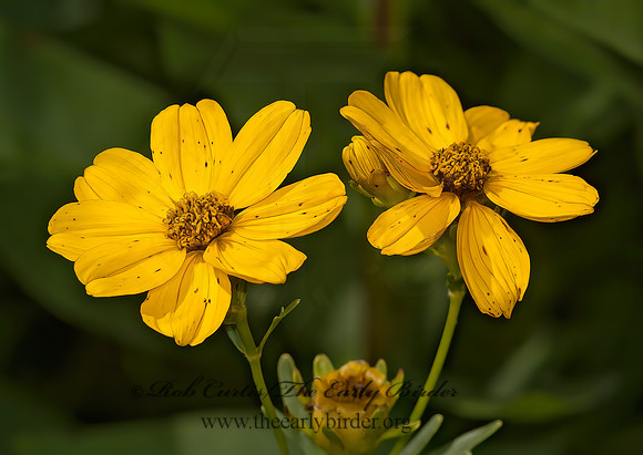Coreopsis palmata  PRAIRIE COREOPSIS 5010664z