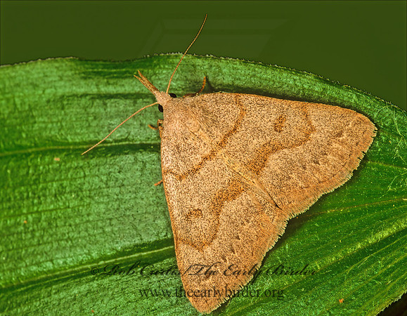 Zanclognatha cruralis  EARLY FAN-FOOT MOTH 98405z