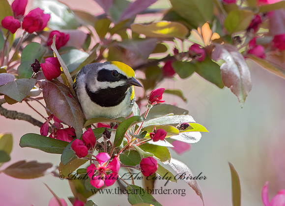 Vermivora chyrsoptera  GOLDEN-WINGED WARBLER 9029980z