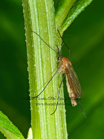 Orfeliini  PREDATORY FUNGUS GNAT 3014171z