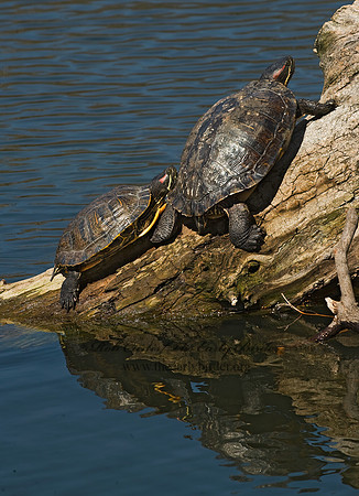 Trachemys scripta elegans  RED EARED SLIDER  8012377z