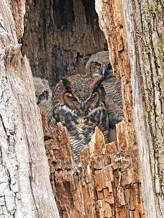 Bubo virginianus  GREAT HORNED OWL 3042208z