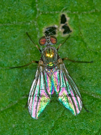 Diaphorus LONGLEGGED FLY 6016666z