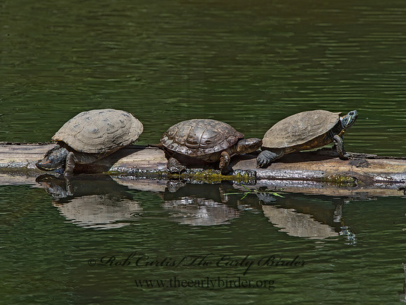 Actinemys marmorata  NORTHWESTERN POND TURTLE 9059001z