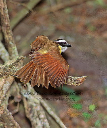Pitangus sulphuratus  GREAT KISKADEE 90803z