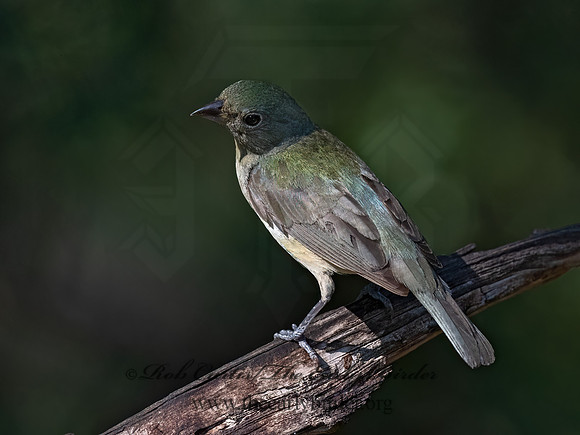 Passerina ciris  PAINTED BUNTING 3040412z