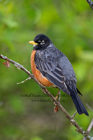 Turdus migratorius  AMERICAN ROBIN 9043584z