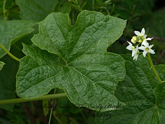 Marah fabacea  CALIFORNIA MANROOT 9059198z