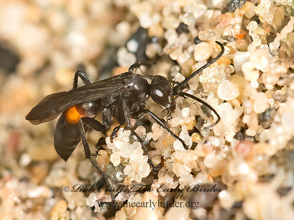 Anoplius semicinctus  POMPILINAE SPIDER WASP 9041022z