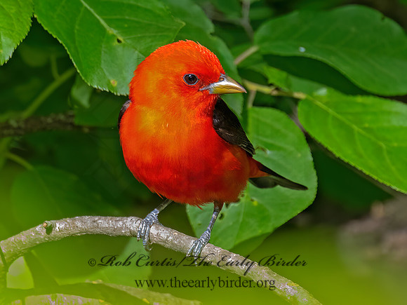 Piranga olivacea SCARLET TANAGER 9087483z