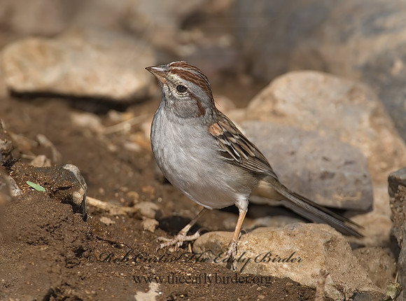 Peucaea carpalis  RUFOUS-WINGED SPARROW 7007972z