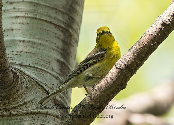 Setophaga pinus  PINE WARBLER 9045332z