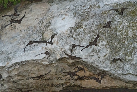 Tadarida brasiliensis  MEXICAN FREE-TAILED BAT 3040004-z