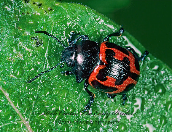 Labidomera clivicollis  SWAMP MILKWEED BEETLE 154816 z