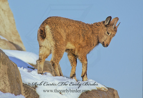 Capra ibex sibirica  SIBERIAN IBEX 100307z