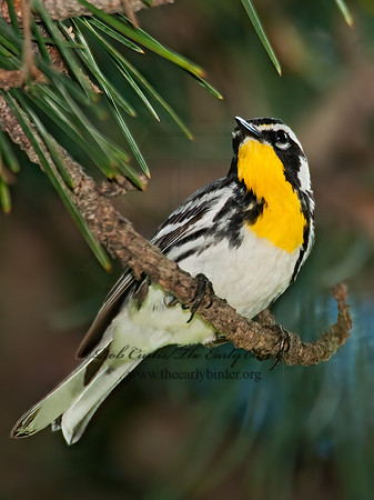 Setophaga dominica  YELLOW-THROATED WARBLER 8022677z