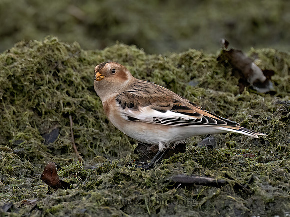 Plectrophenax nivalis SNOW BUNTING 9084927z