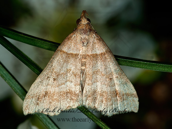 Phalaenophana pyramusalis  DARK-BANDED OWLET 3014193z