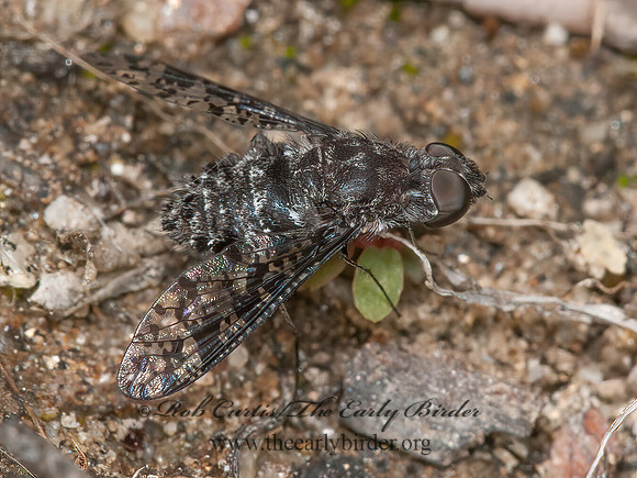 Anthrax irroratus  BEE FLY 8037188z