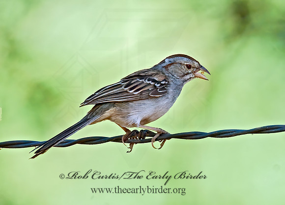 Peucaea carpalis  RUFOUS-WINGED SPARROW 7007928z