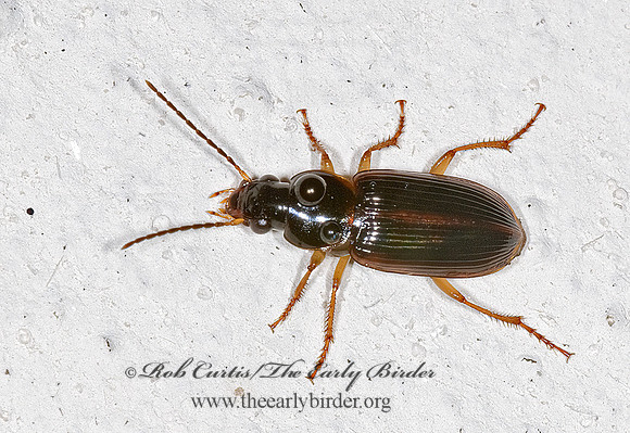 Bradycellus 6013016 spz